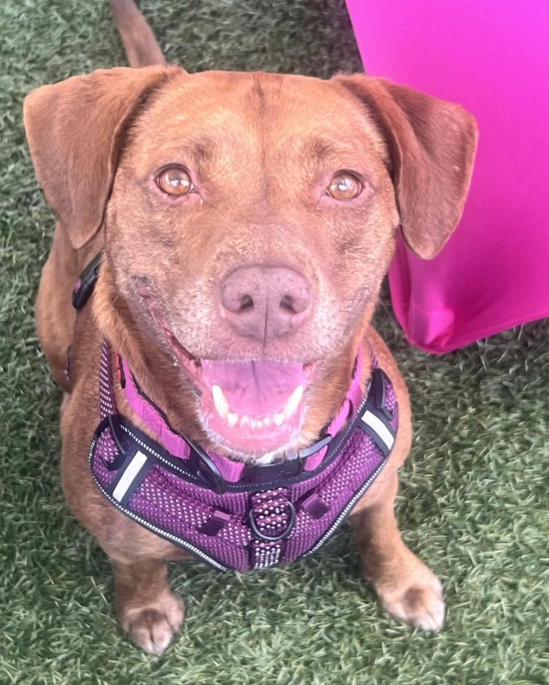 Enlarge Bo Bo, a Adoptable mixed breed in Richmond, VA image 3/5