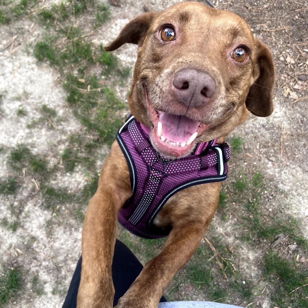 Enlarge Bo Bo, a Adoptable mixed breed in Richmond, VA image 4/5