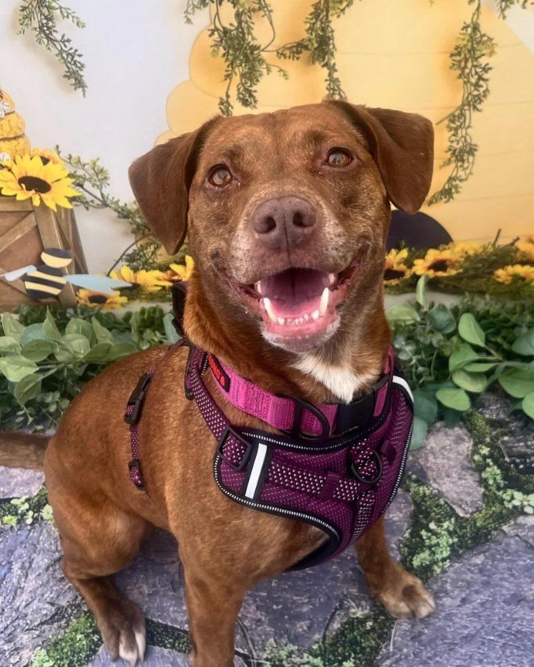 Enlarge Bo Bo, a Adoptable mixed breed in Richmond, VA image 2/5