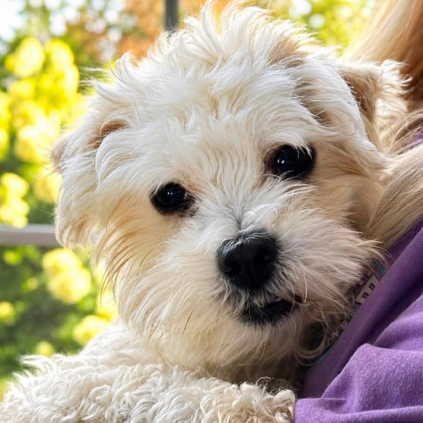 Matti Moo, ADOPTABLE, Young Male Morkie.