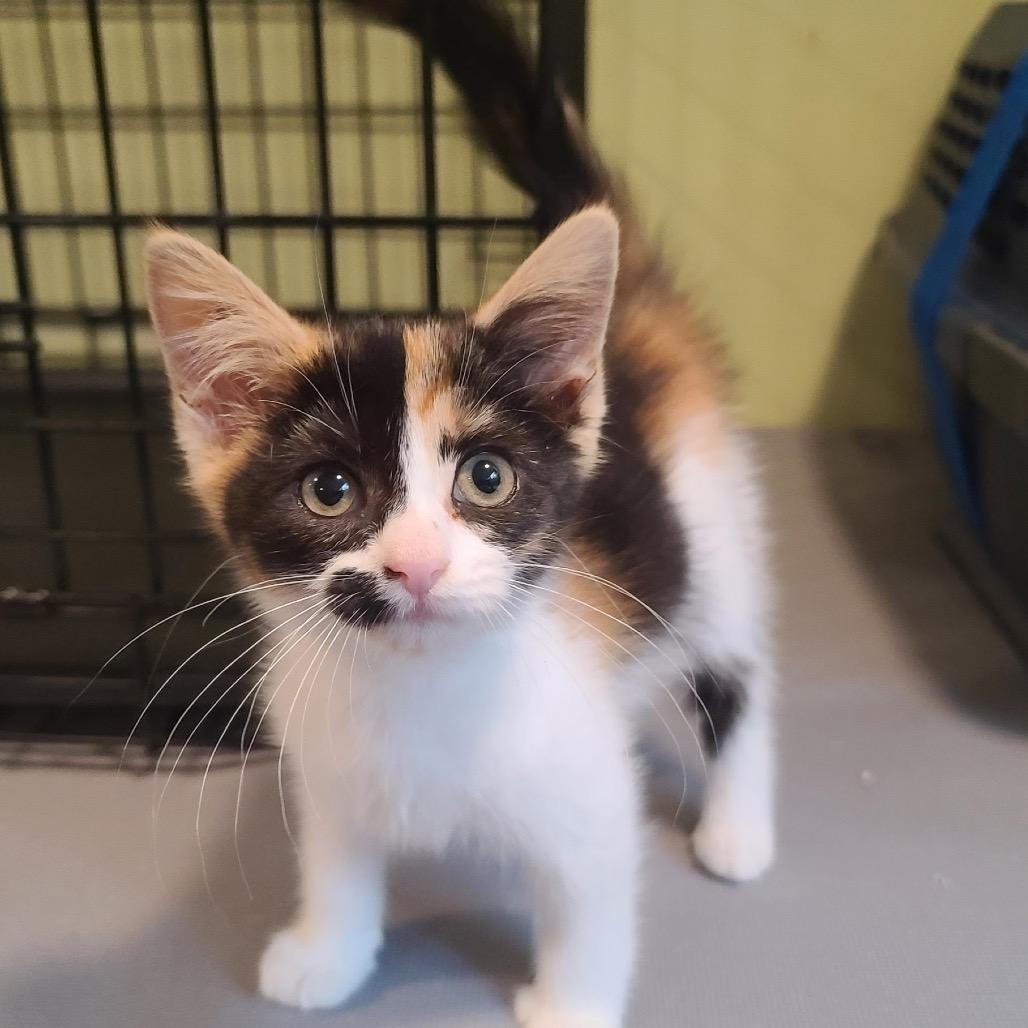 Zara (Calhoun Kitten 1), Adoptable, Kitten Female American Shorthair.
