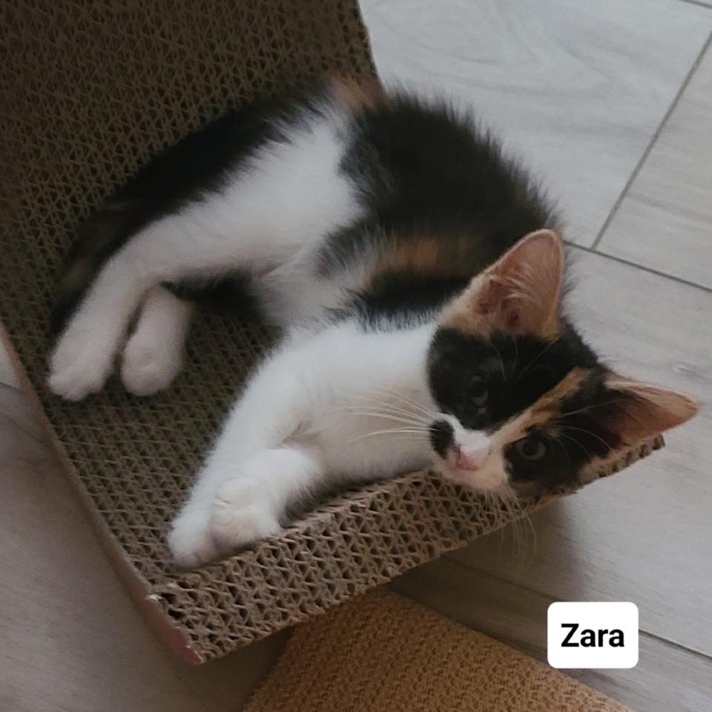 Enlarge Zara (Calhoun Kitten 1), a Adoptable American Shorthair in Westport, CT image 2/2