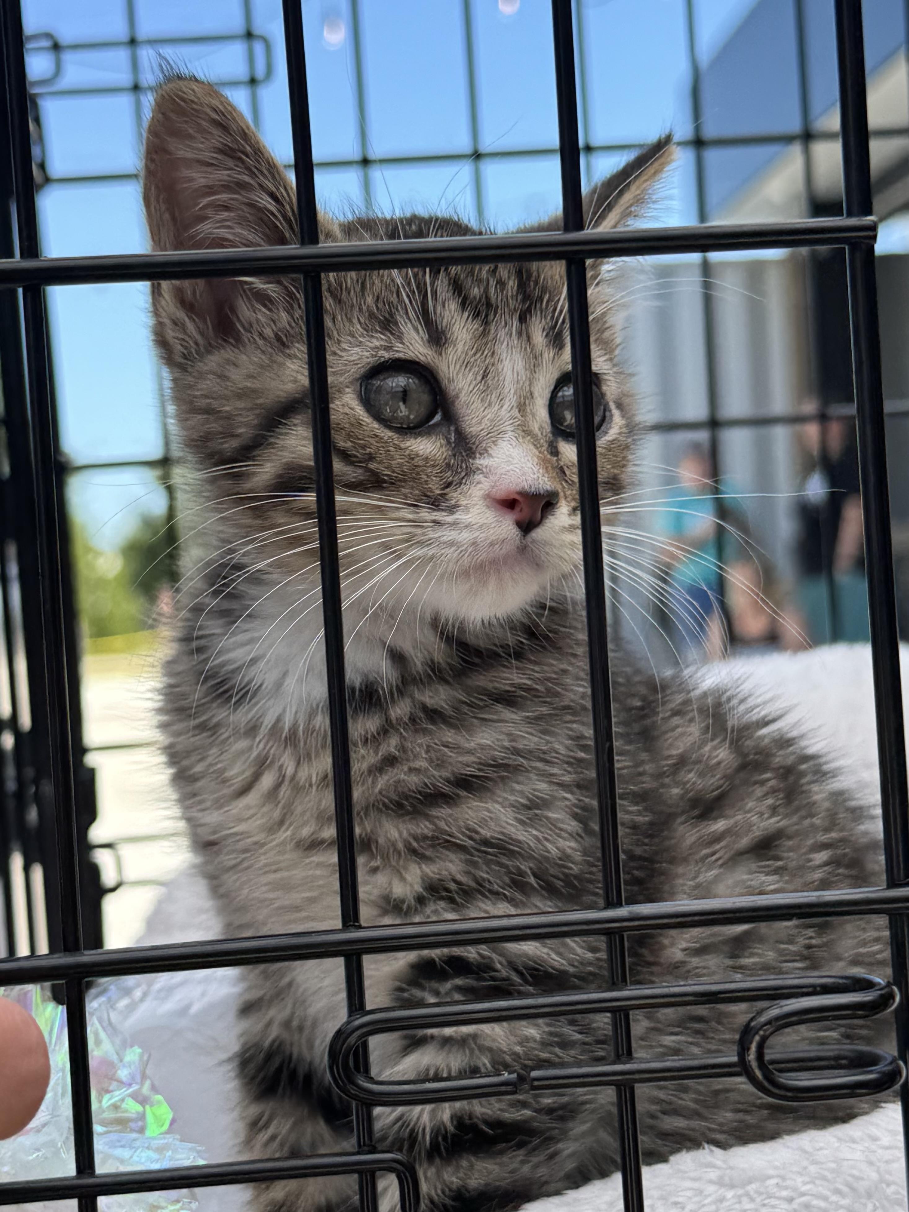 Reagan, ADOPTABLE, Kitten Male Domestic Medium Hair.