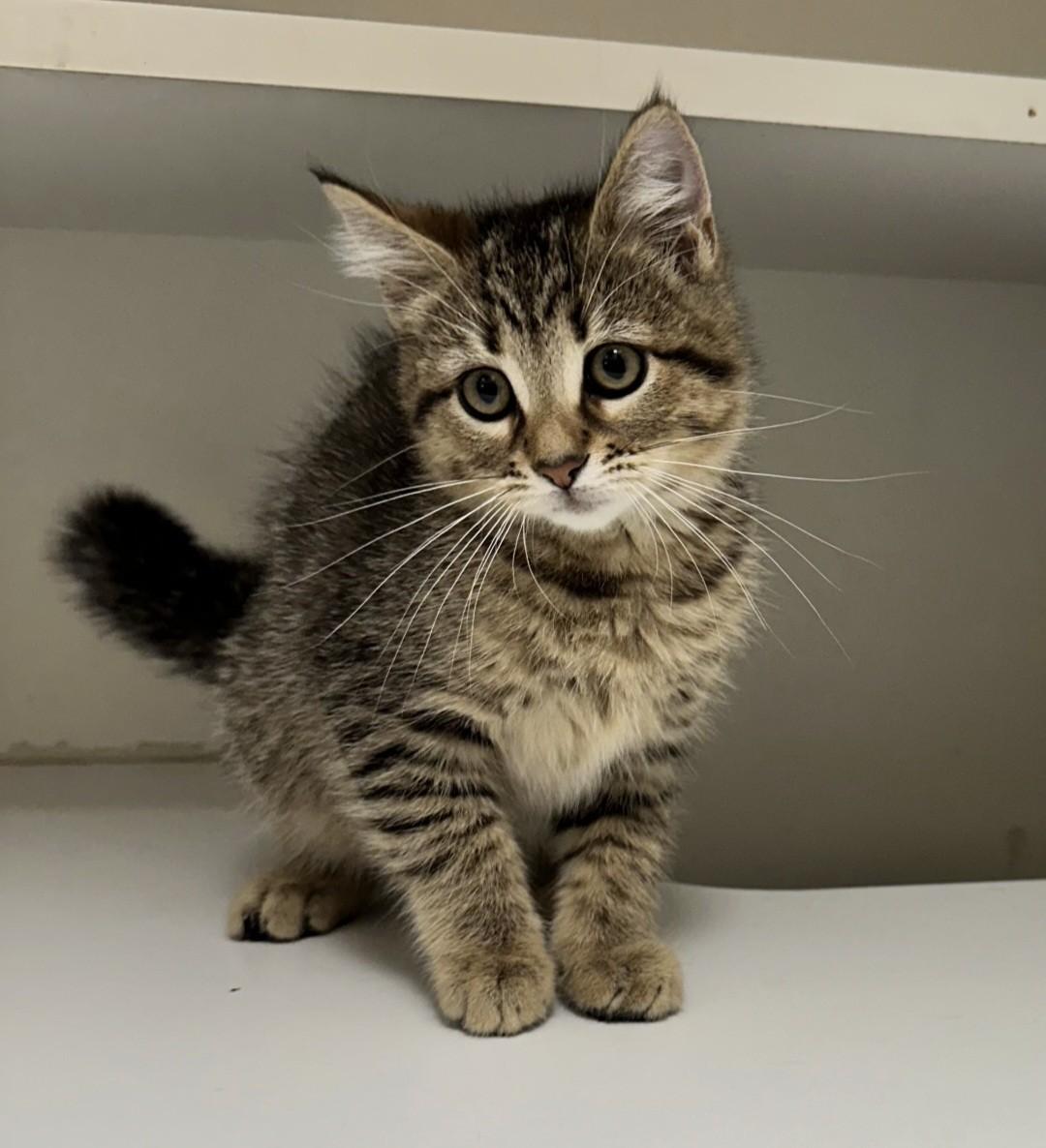 Enlarge Little Foot, a ADOPTABLE Domestic Short Hair in Wallingford, CT image 1/2