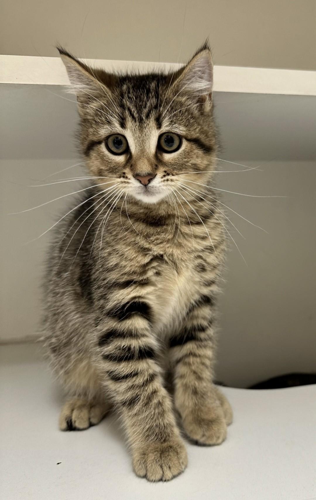 Enlarge Little Foot, a ADOPTABLE Domestic Short Hair in Wallingford, CT image 2/2