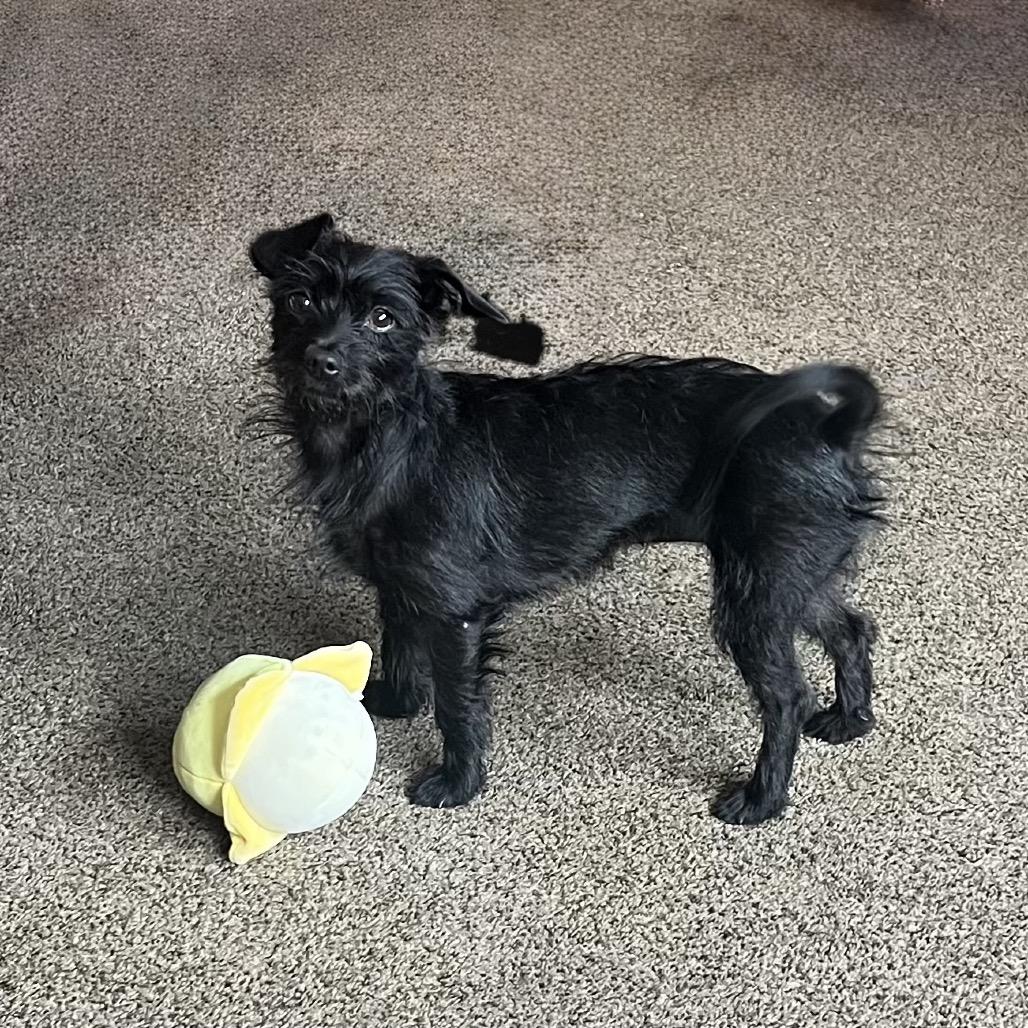 Willa, Adoptable, Adult Female Terrier & Dachshund.