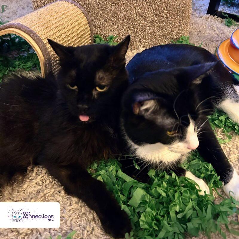 Oliver, a Adoptable American Shorthair in Astoria, NY image 1/4