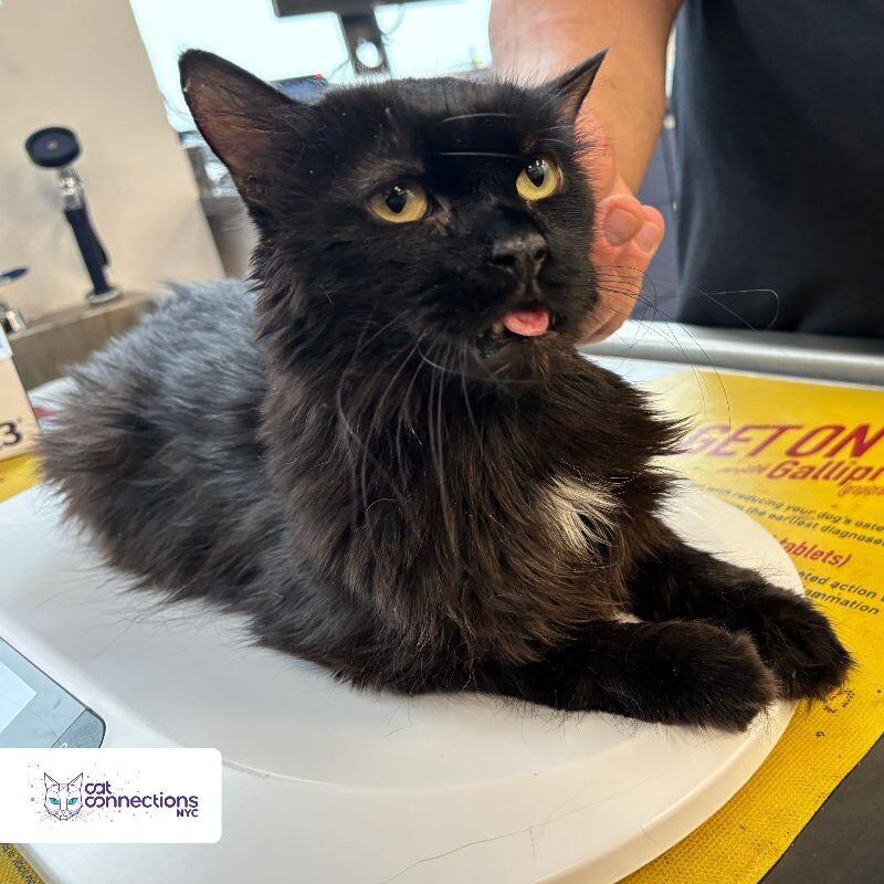 Oliver, a Adoptable American Shorthair in Astoria, NY image 2/4