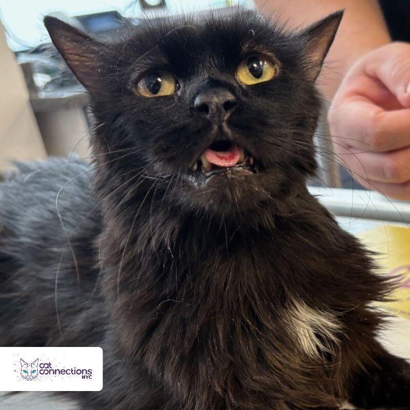 Oliver, a Adoptable American Shorthair in Astoria, NY image 4/4