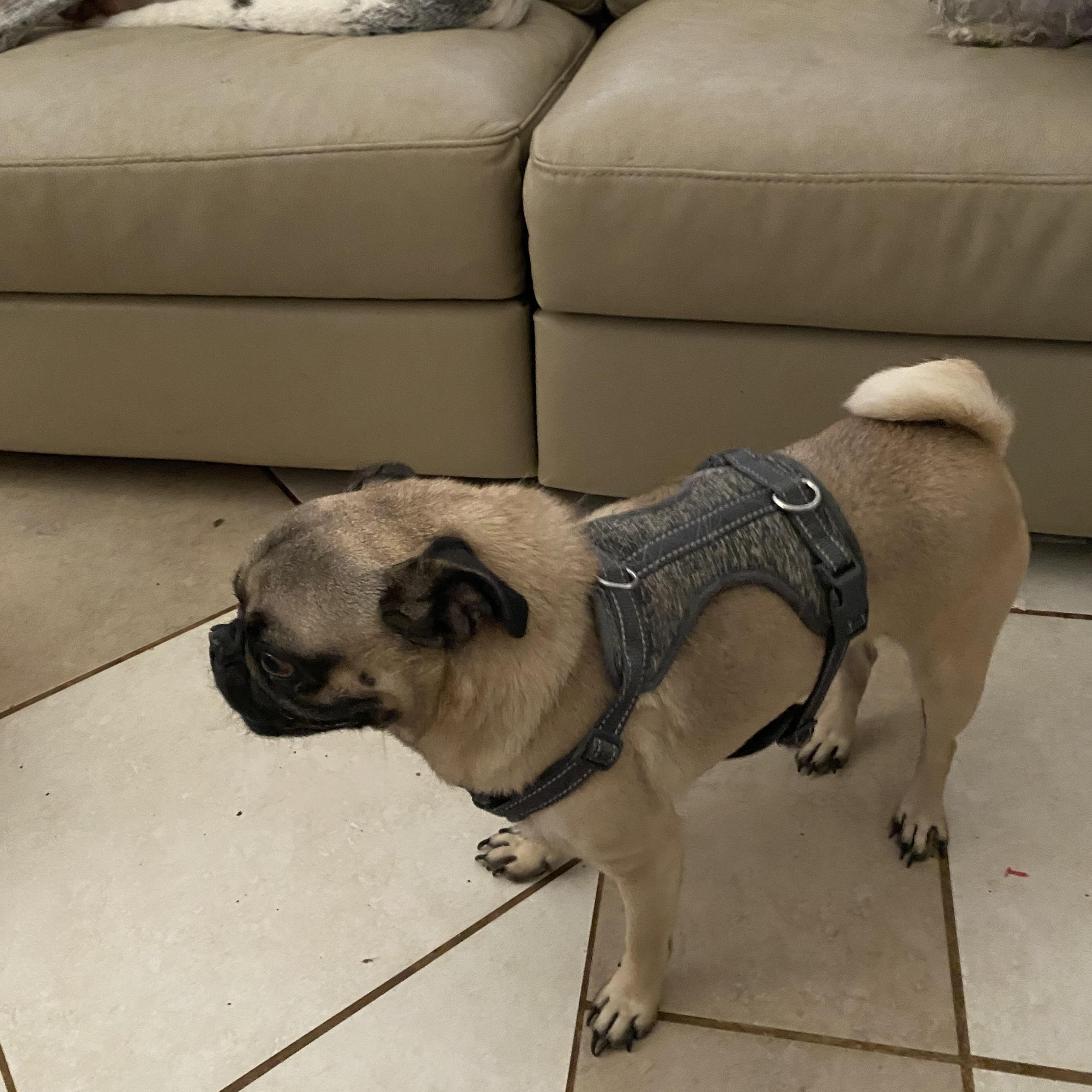 Enlarge Lucus, an adoptable Pug in Moreno Valley, CA image 2/3