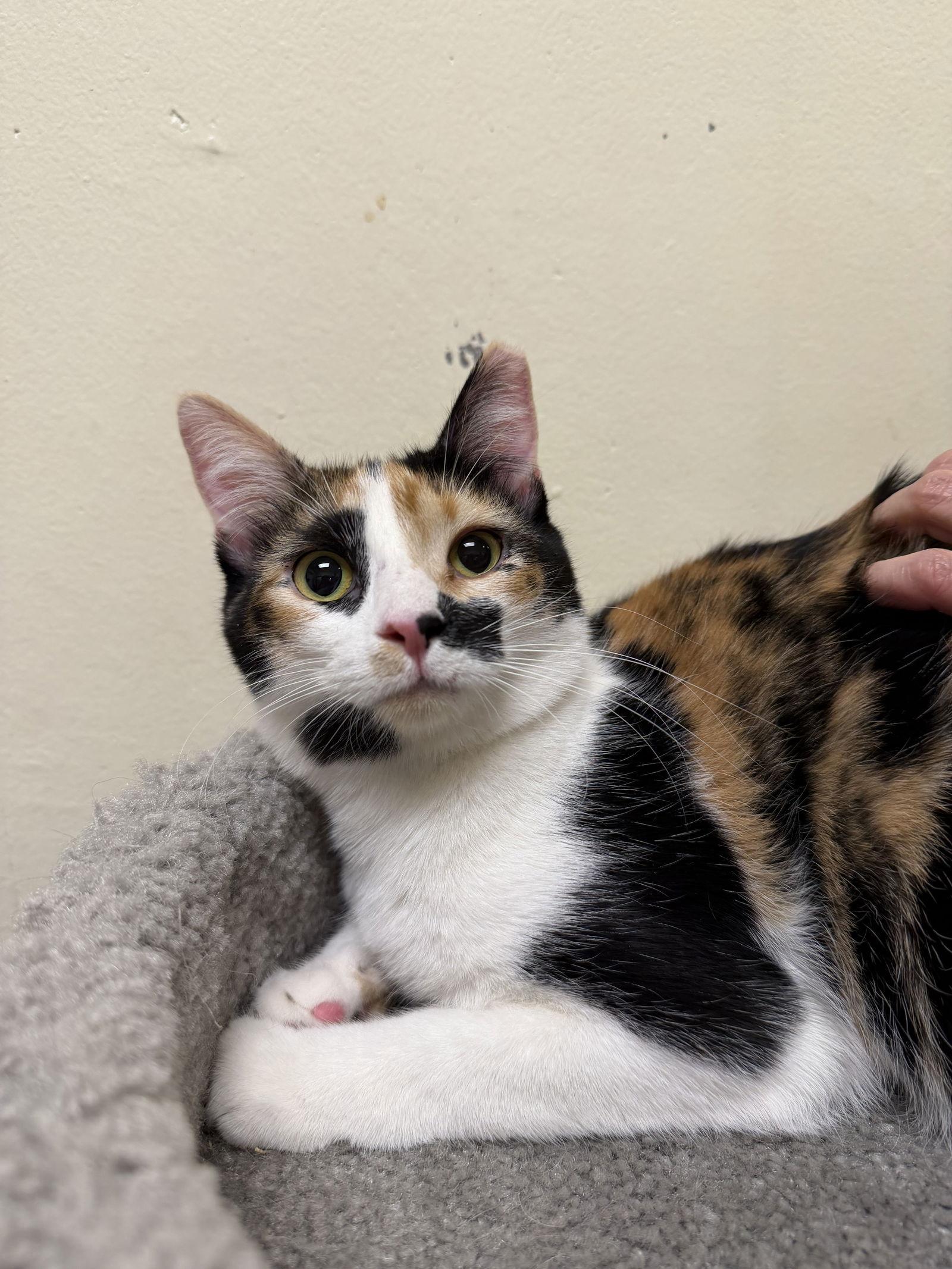 Santana, Adoptable, Young Female Calico & Domestic Short Hair.