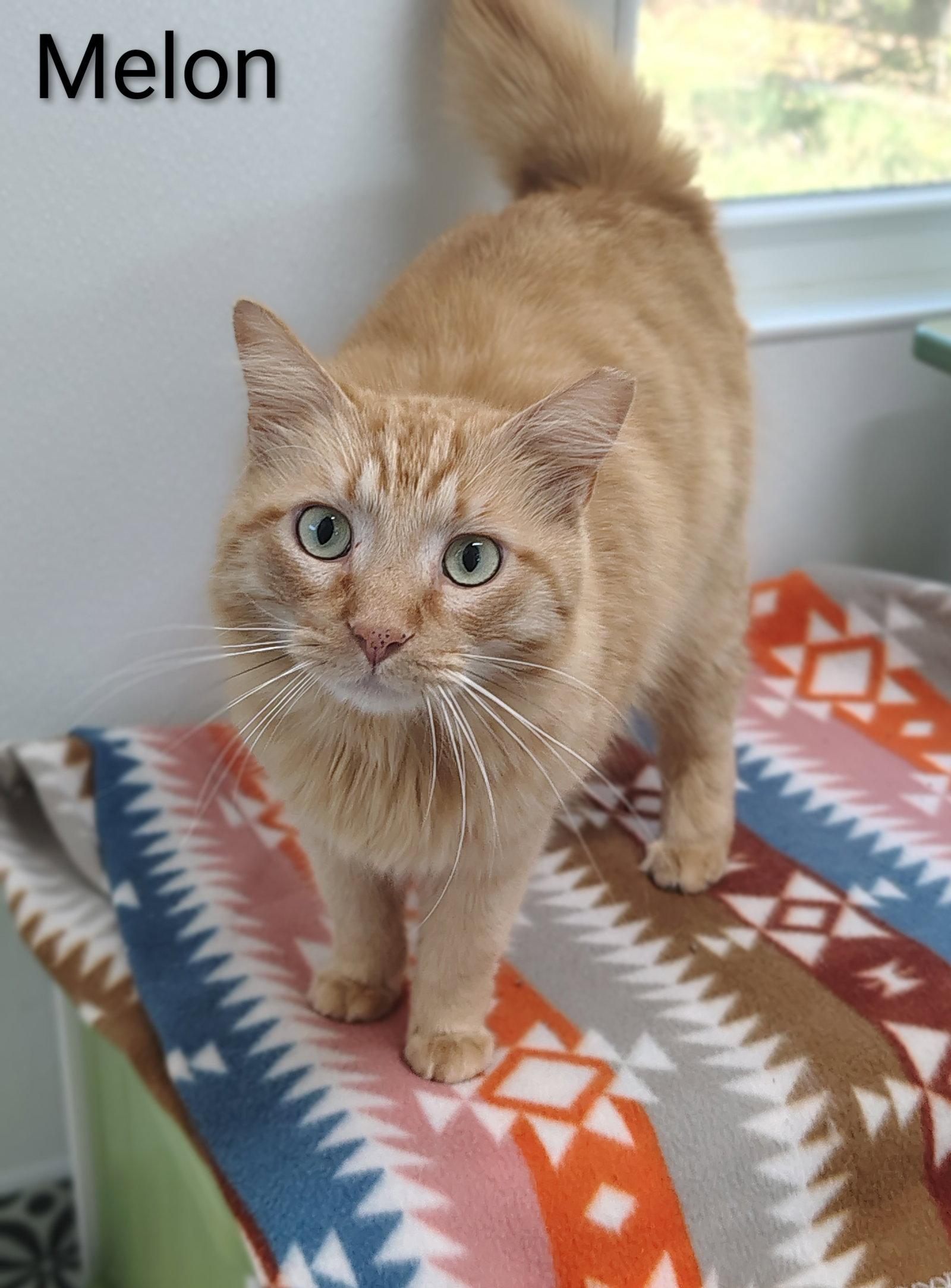 Enlarge Melon, a Adopted Domestic Medium Hair in Dripping Springs, TX image 1/3