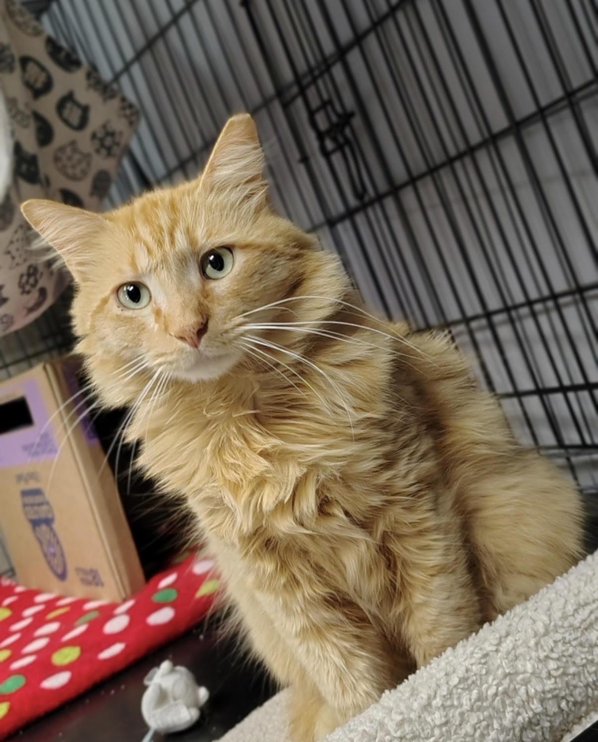 Enlarge Melon, a Adopted Domestic Medium Hair in Dripping Springs, TX image 2/3