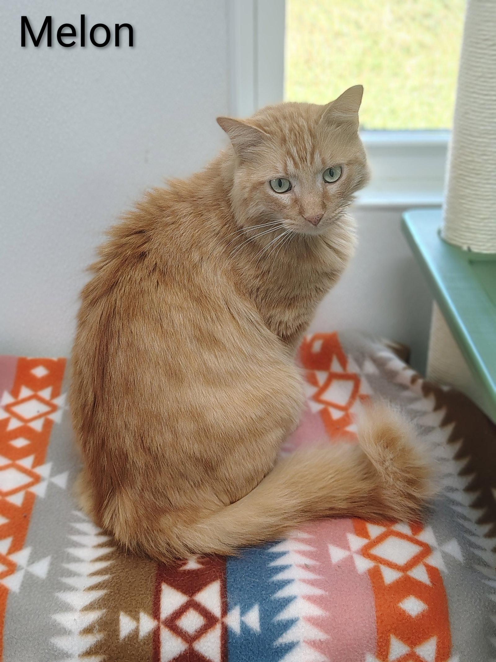 Enlarge Melon, a Adopted Domestic Medium Hair in Dripping Springs, TX image 3/3