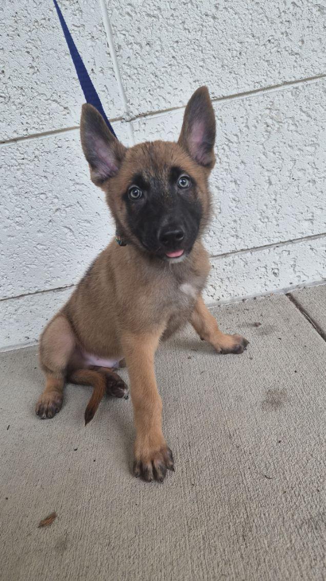 Enlarge Namur, a Adopted Belgian Shepherd / Malinois in Orlando, FL image 2/6