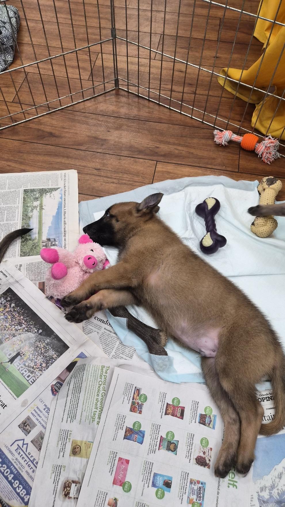 Namur, an adoptable Belgian Shepherd / Malinois in Orlando, FL image 2/3