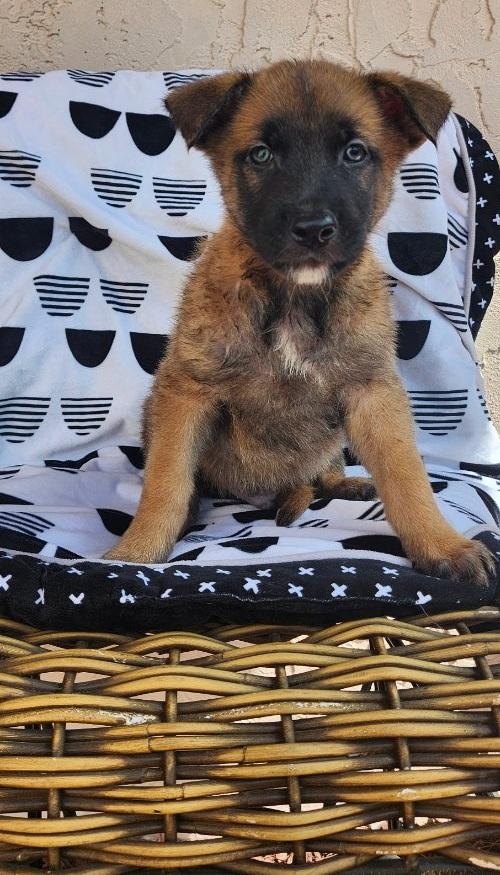 Namur, adoptable, Puppy Male Belgian Shepherd / Malinois.
