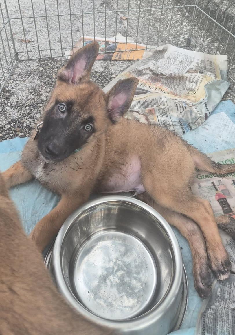 Enlarge Namur, a Adopted Belgian Shepherd / Malinois in Orlando, FL image 3/6
