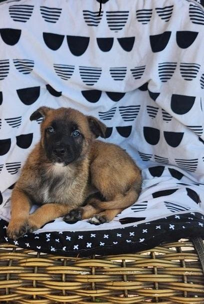 Namur, an adoptable Belgian Shepherd / Malinois in Orlando, FL image 3/3