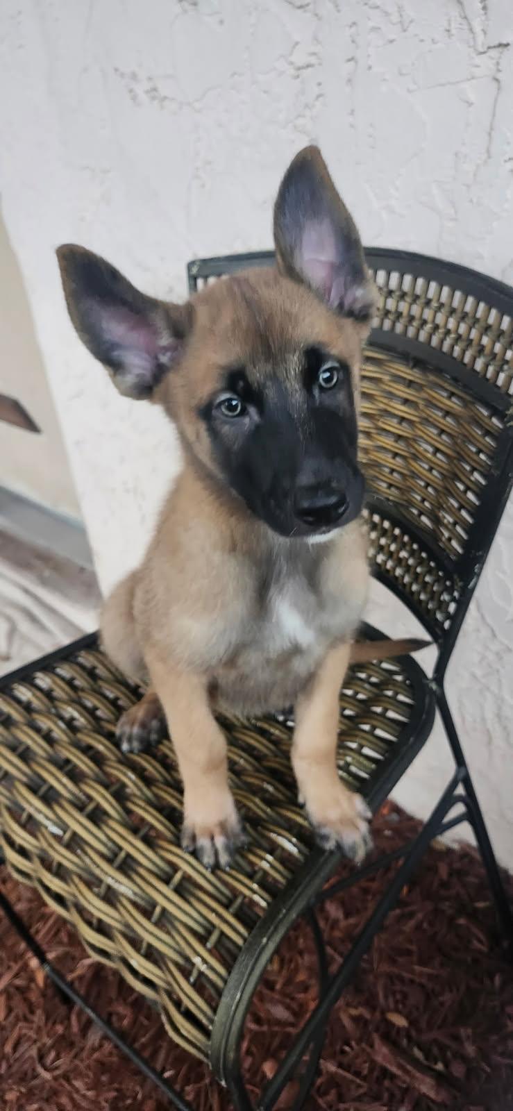 Enlarge Namur, a Adopted Belgian Shepherd / Malinois in Orlando, FL image 4/6