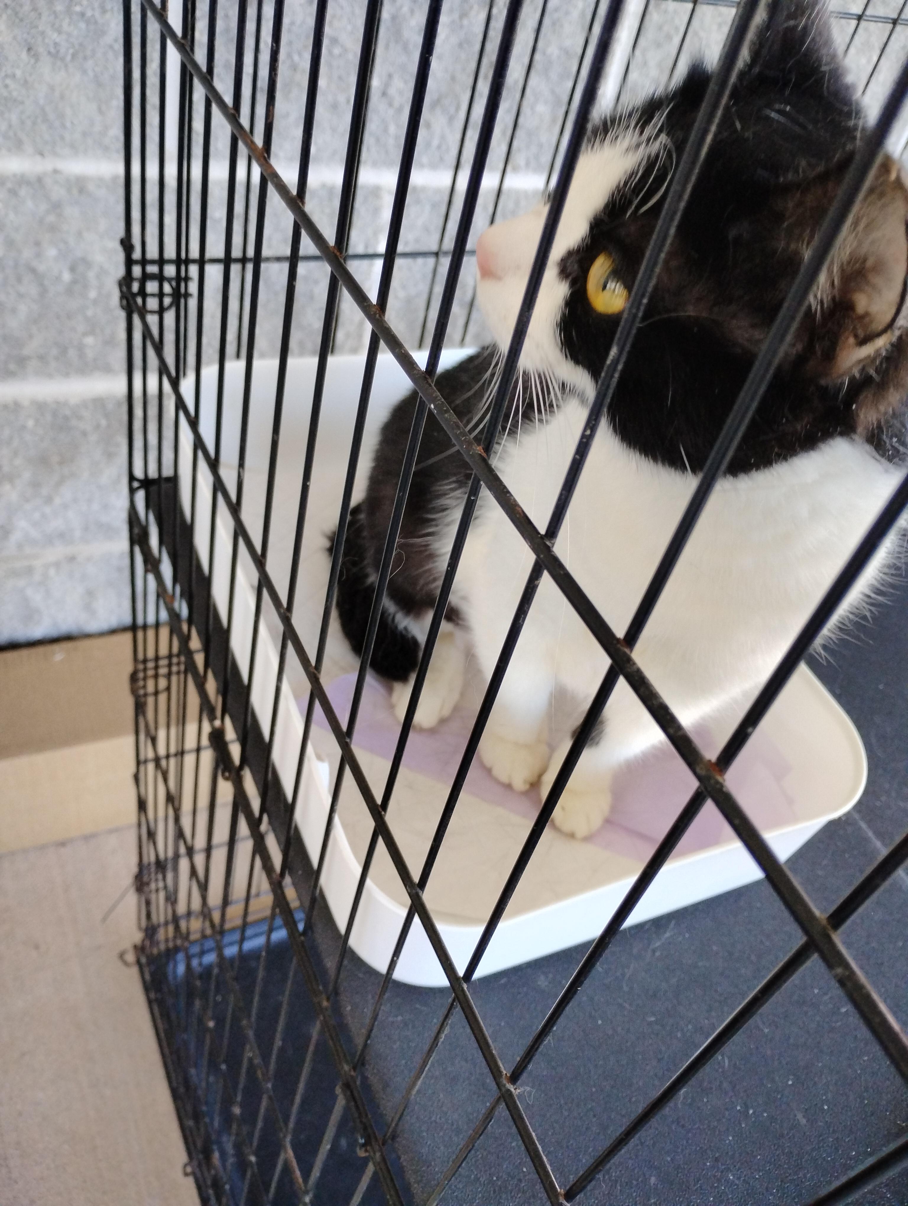 Enlarge CB3-1 and son, an adopted Domestic Short Hair in Glenville, WV image 2/3
