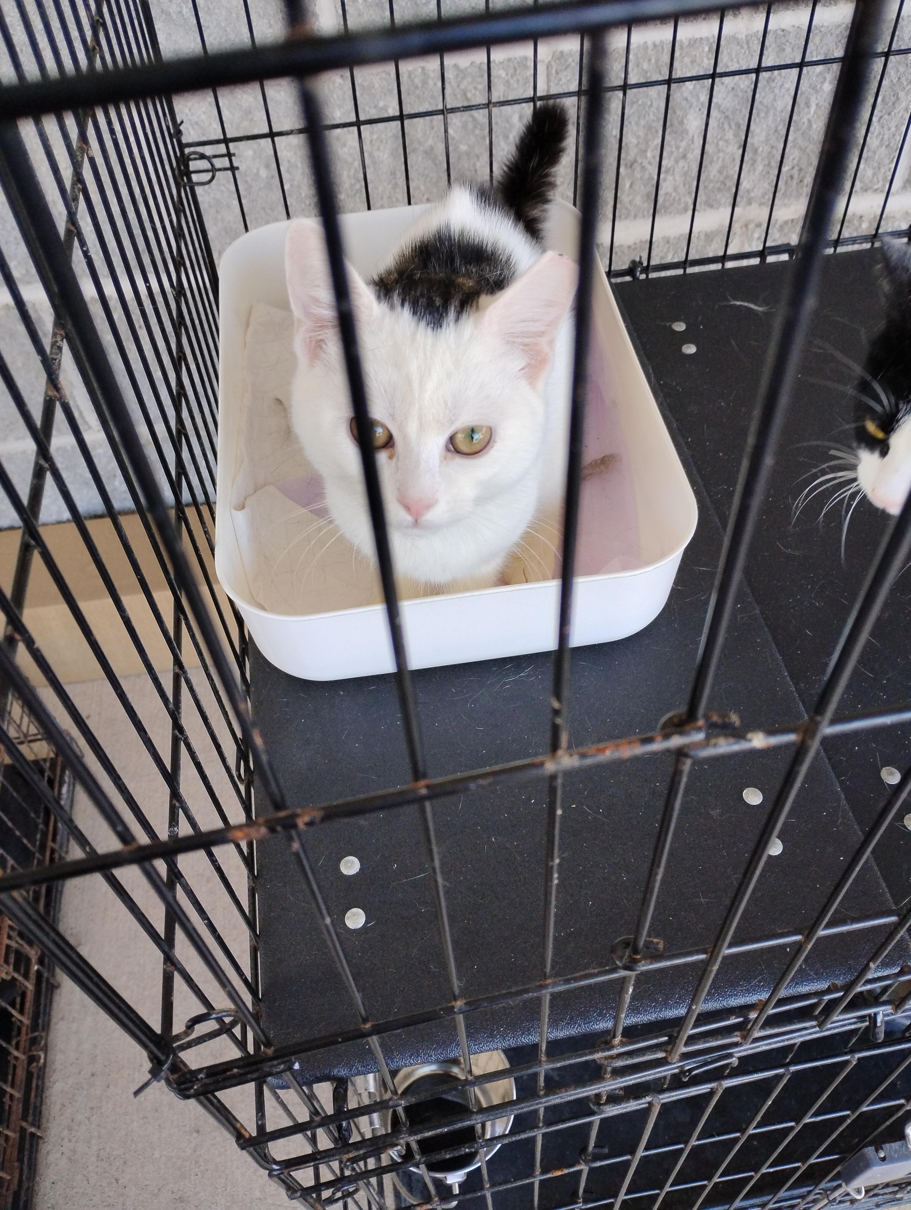 Enlarge CB3-1 and son, an adopted Domestic Short Hair in Glenville, WV image 3/3