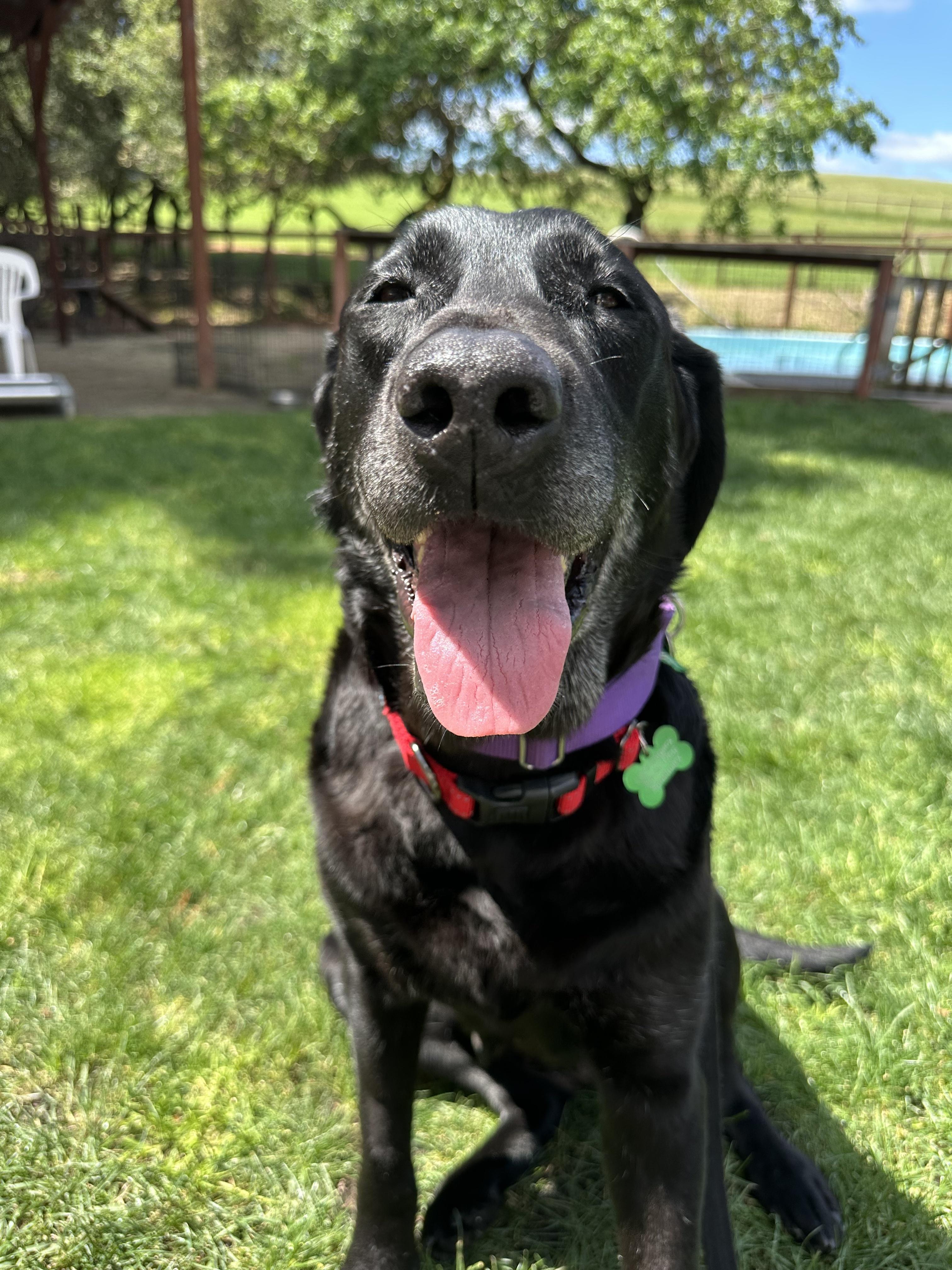 Enlarge Daisy, an adopted Black Labrador Retriever in Petaluma, CA image 2/4