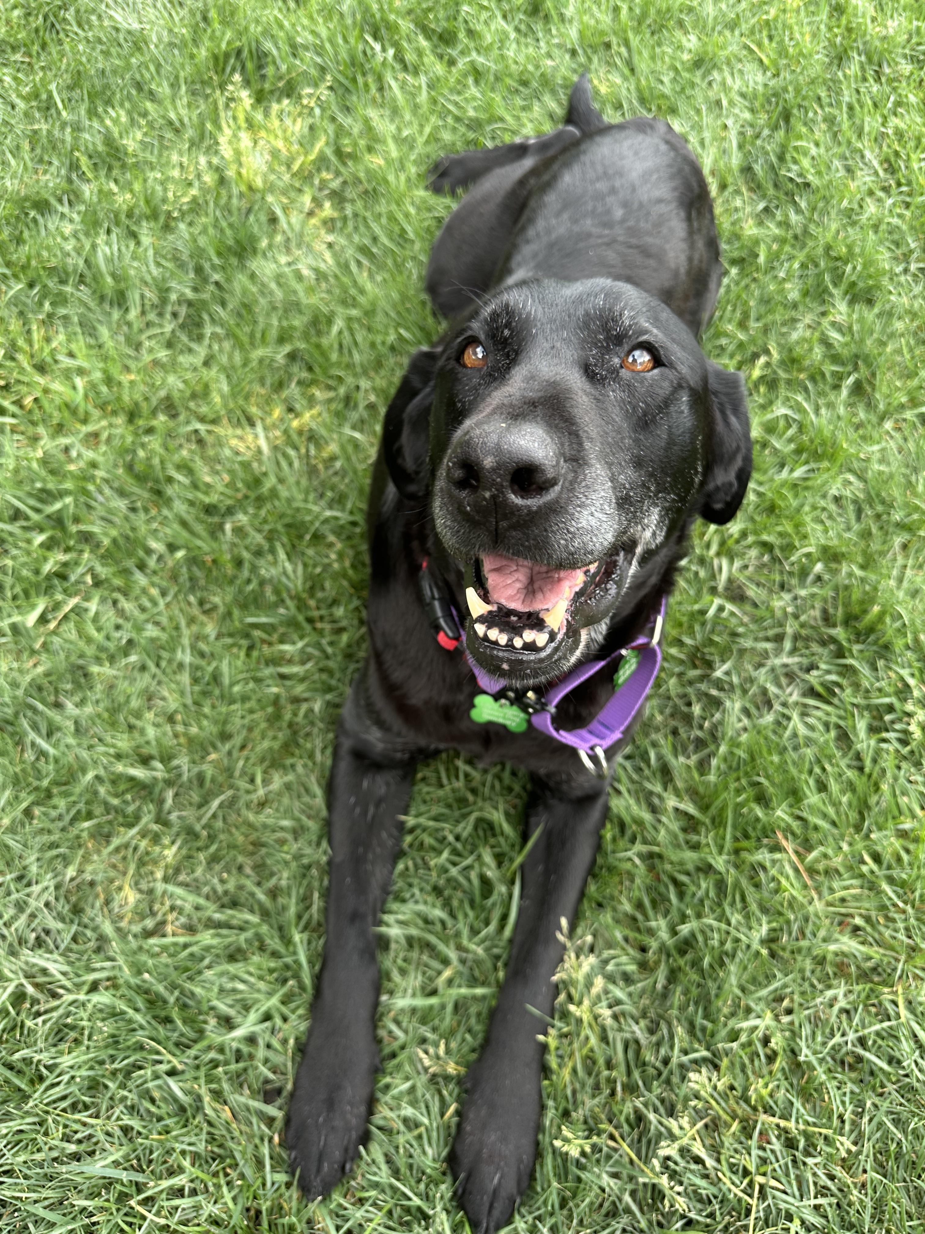 Enlarge Daisy, an adopted Black Labrador Retriever in Petaluma, CA image 1/4