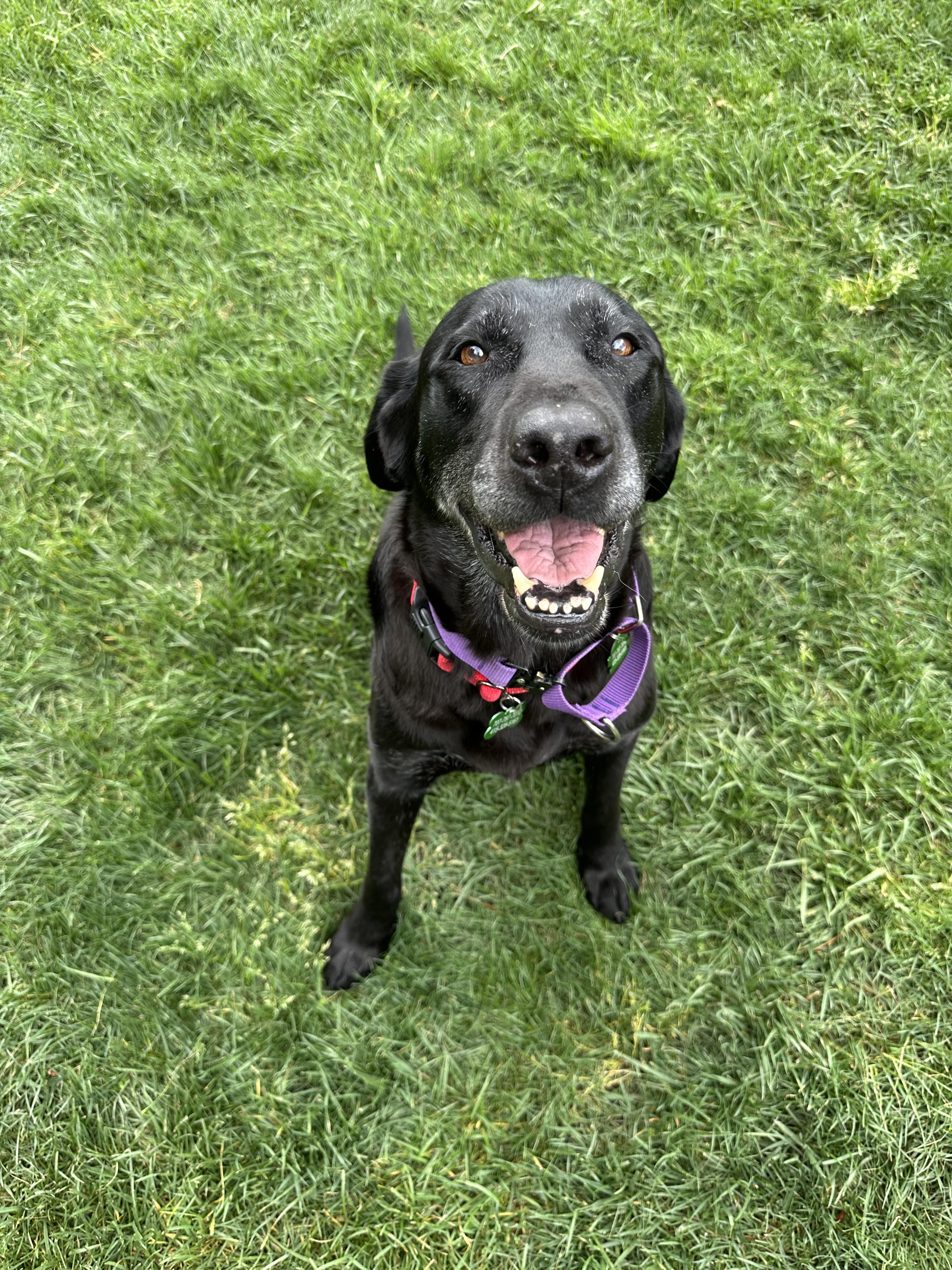 Enlarge Daisy, an adopted Black Labrador Retriever in Petaluma, CA image 4/4
