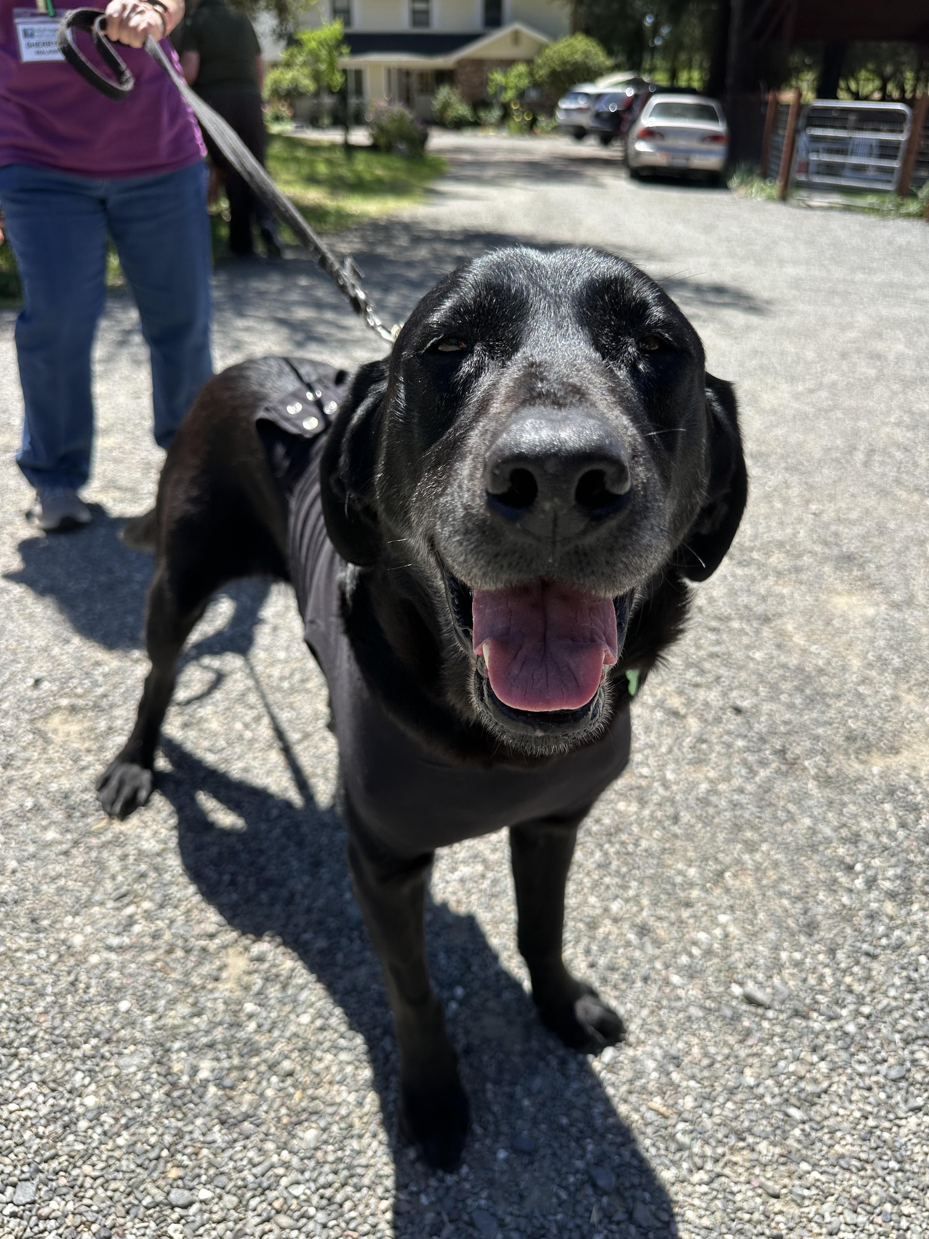 Enlarge Daisy, an adopted Black Labrador Retriever in Petaluma, CA image 3/4