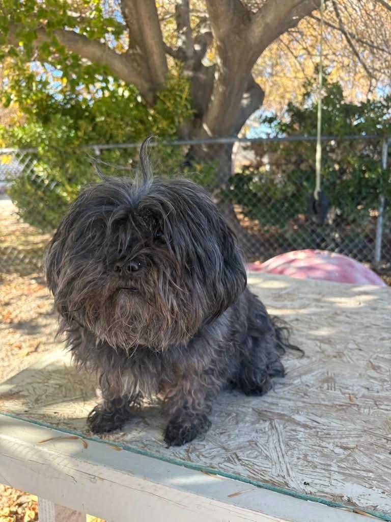 Enlarge Elvis, a Adoptable Lhasa Apso in Pahrump, NV image 1/1
