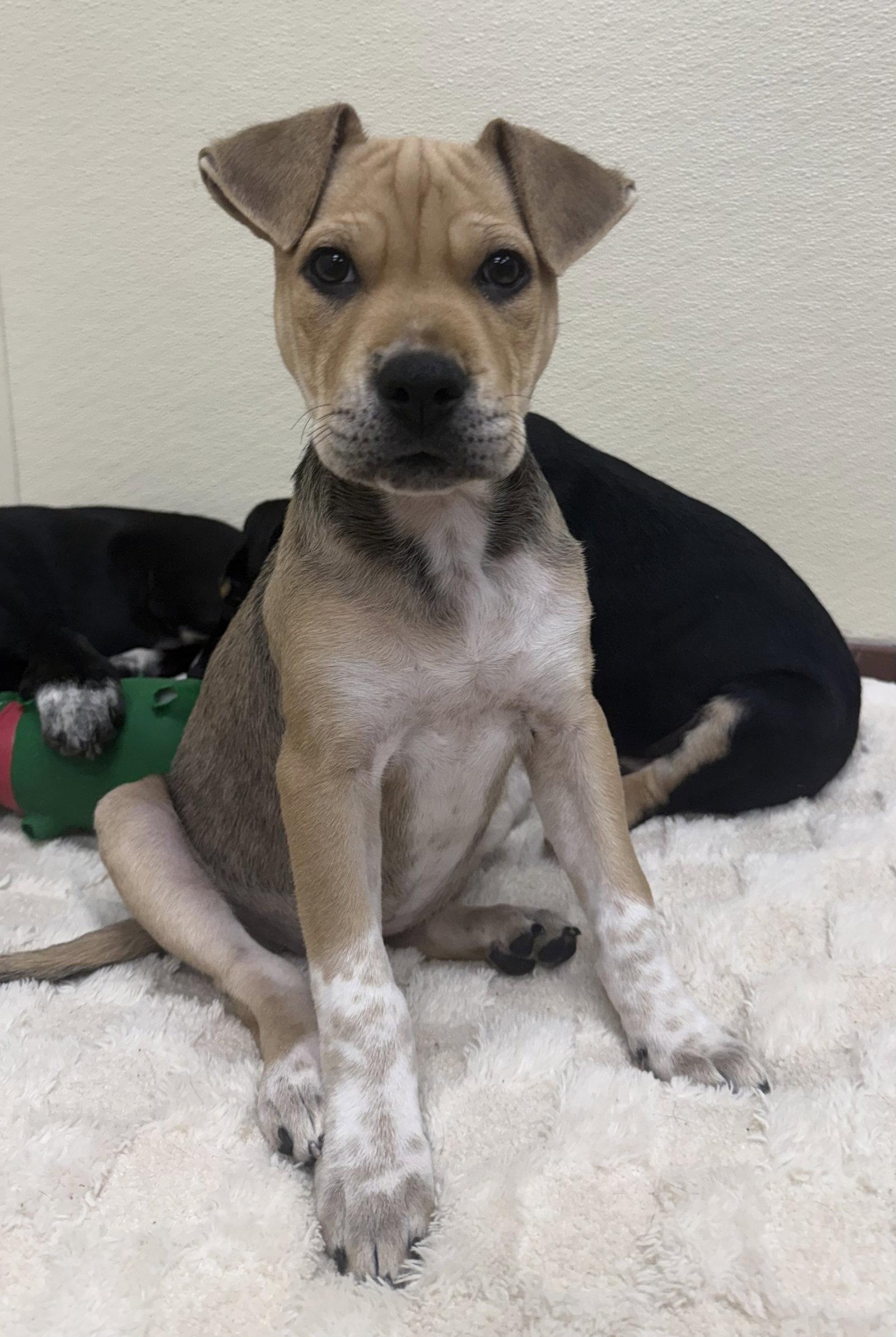 Hazel, Adoptable, Puppy Female Labrador Retriever.