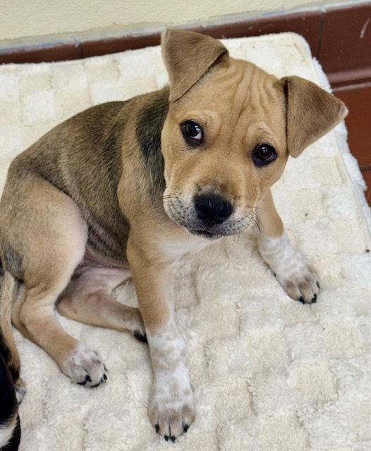 Enlarge Hazel, a Adoptable Labrador Retriever in Lake Hopatcong, NJ image 3/3