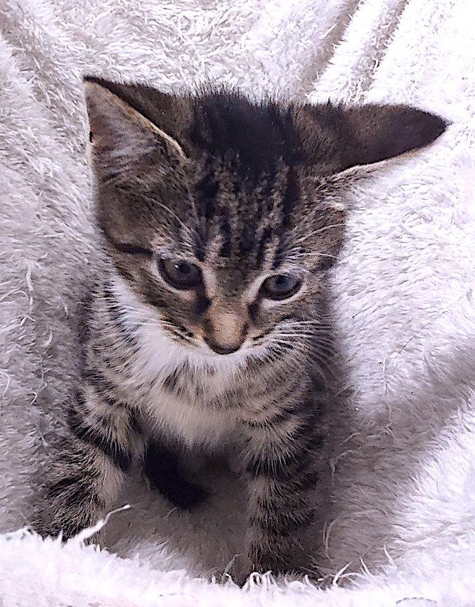 Weston, Adopted, Kitten Male Domestic Short Hair.