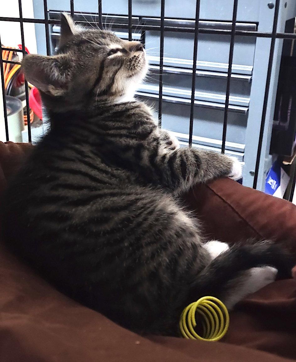 Weston, a Adopted Domestic Short Hair in Albemarle, NC image 2/2
