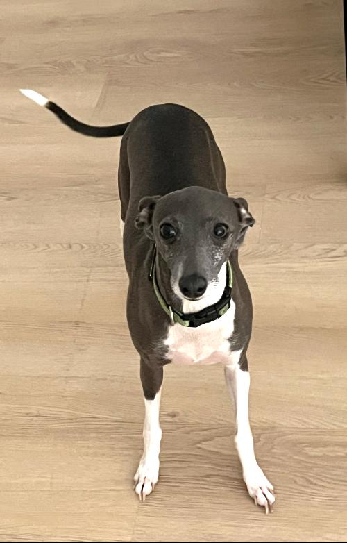 Enlarge Lyla, a ADOPTABLE Italian Greyhound in Stamford , CT image 1/4