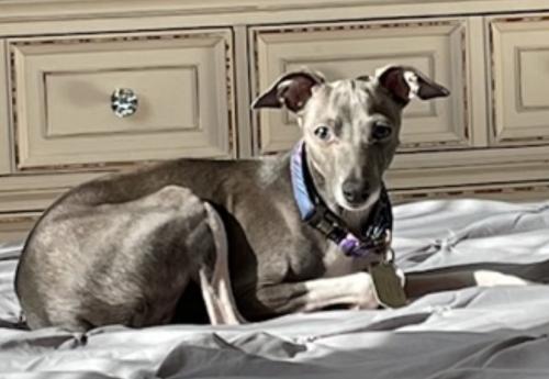 Enlarge Lyla, a ADOPTABLE Italian Greyhound in Stamford , CT image 3/4
