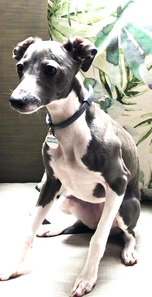 Enlarge Lyla, a ADOPTABLE Italian Greyhound in Stamford , CT image 4/4