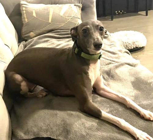 Enlarge Lyla, a ADOPTABLE Italian Greyhound in Stamford , CT image 2/4