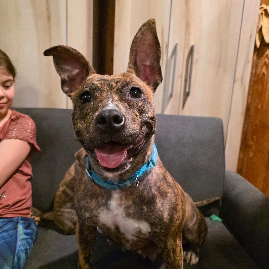 Enlarge Ivy, a Adoptable Mixed Breed in Glenfield, NY image 2/6