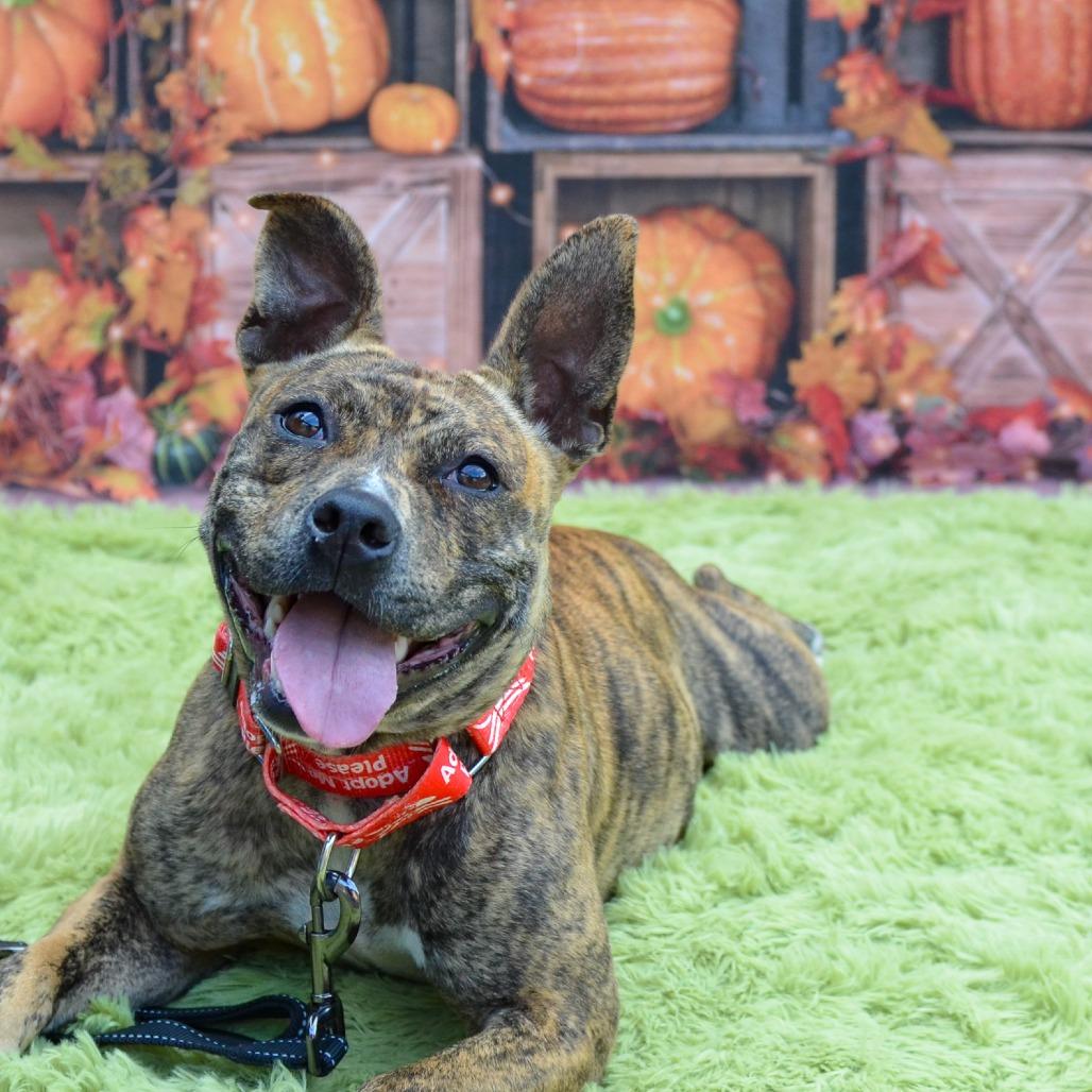 Enlarge Ivy, a Adoptable Mixed Breed in Glenfield, NY image 3/6