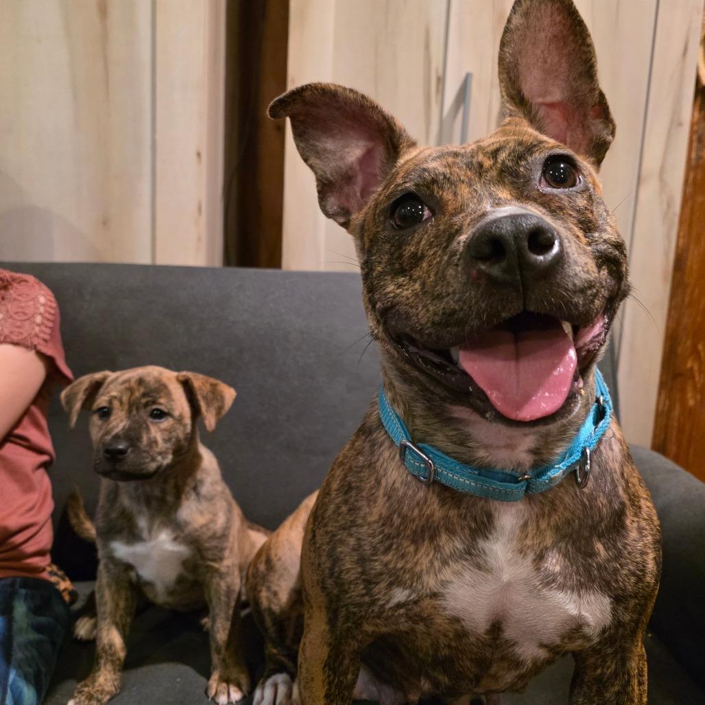 Enlarge Ivy, a Adoptable Mixed Breed in Glenfield, NY image 4/6