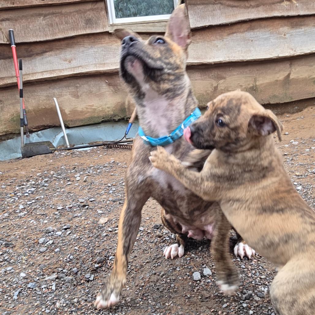 Enlarge Ivy, a Adoptable Mixed Breed in Glenfield, NY image 5/6