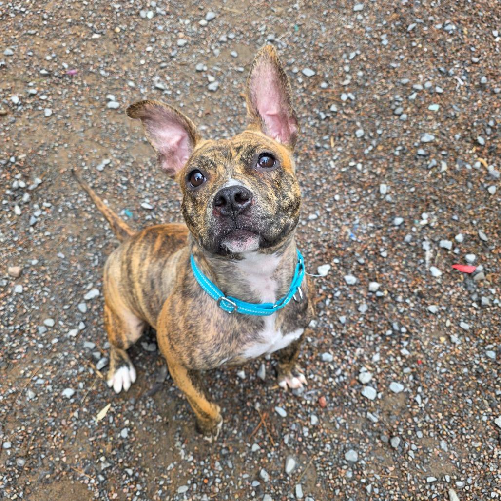 Enlarge Ivy, a Adoptable Mixed Breed in Glenfield, NY image 6/6