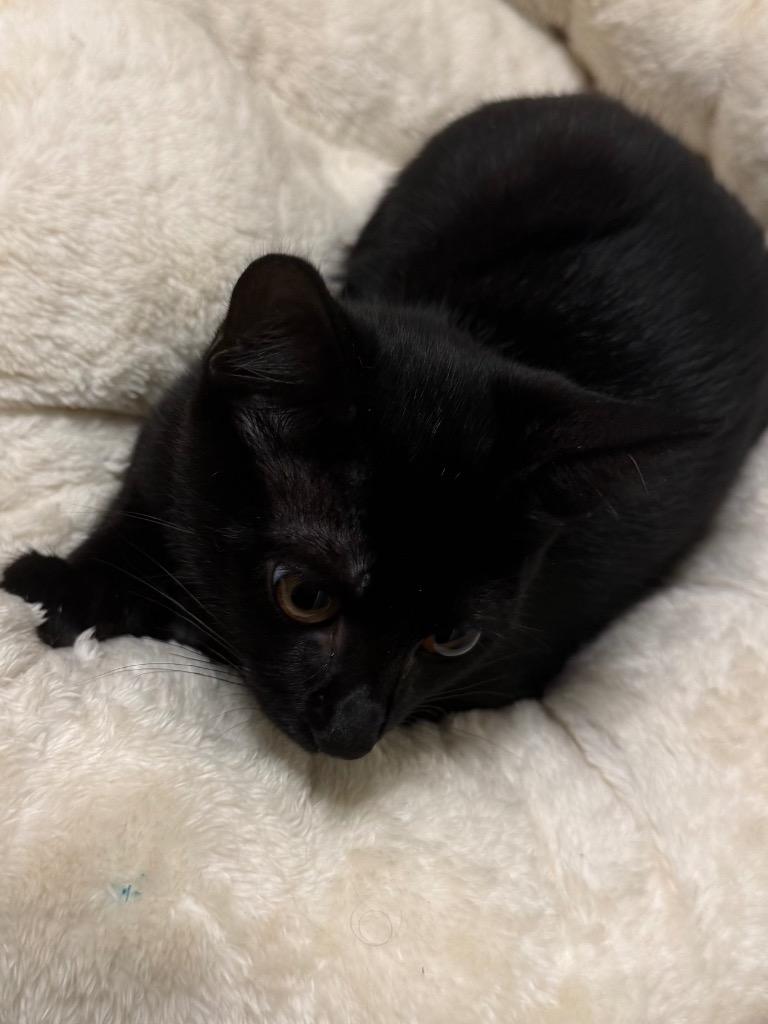 Leo, a Adoptable mixed breed in Orlando, FL image 1/2