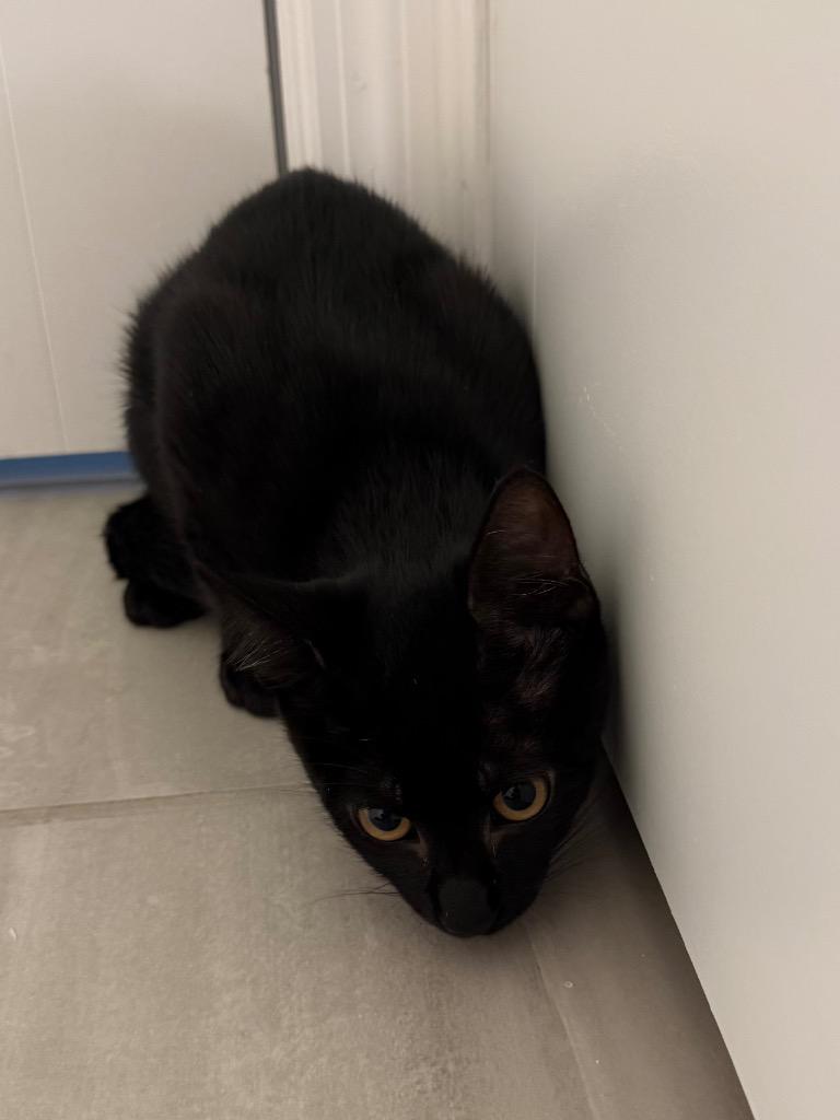 Leo, a Adoptable mixed breed in Orlando, FL image 2/2