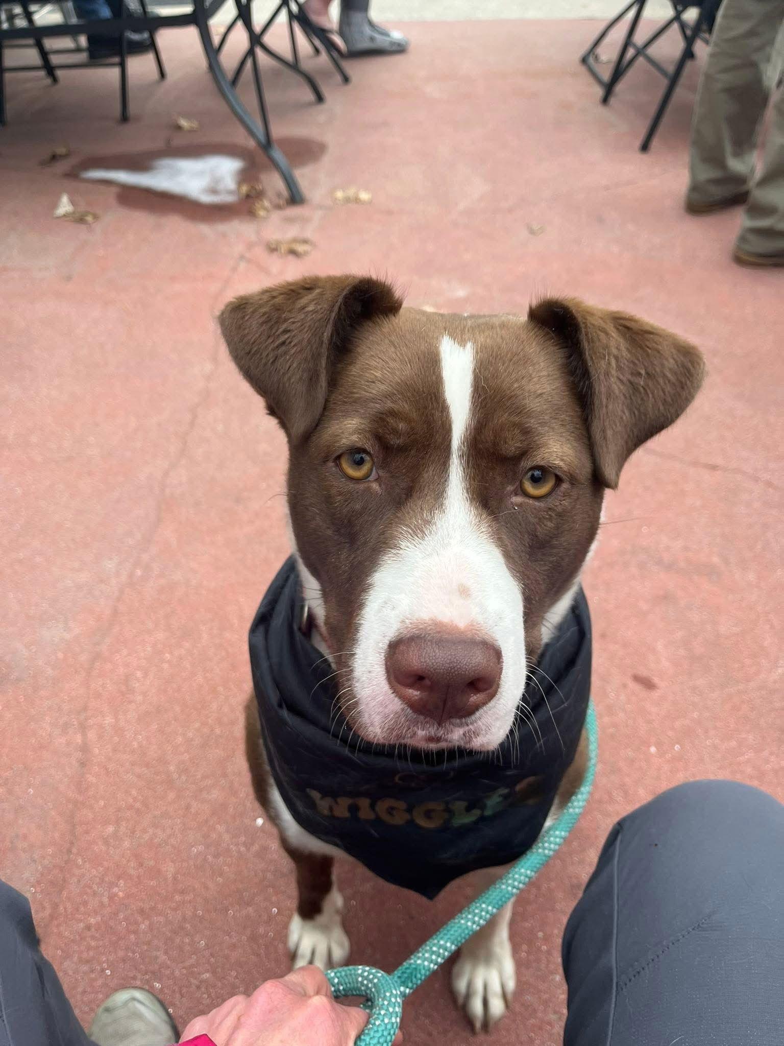 Sherry, a Adoptable Terrier in Newport, NH image 1/3