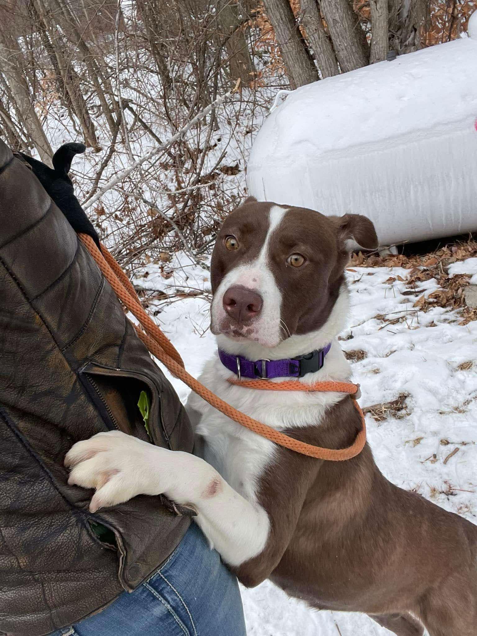 Enlarge Sherry, a Adoptable Terrier in Newport, NH image 2/3