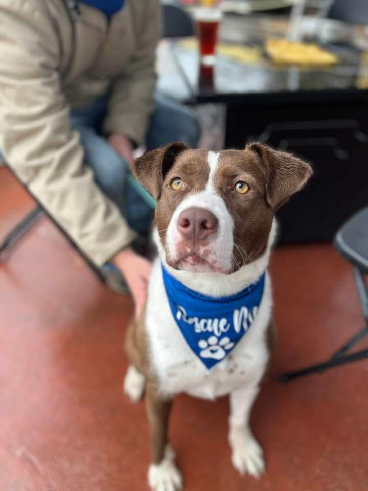 Sherry, a Adoptable Terrier in Newport, NH image 3/3
