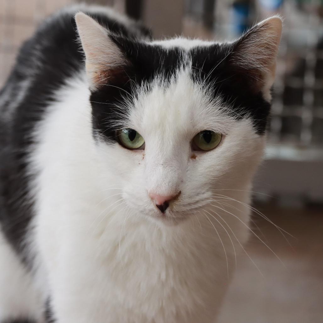 Excelsa, Adoptable, Adult Male Domestic Short Hair.